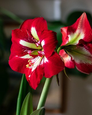 Amaryllis (Hippeastrum) Barbados Bulbs