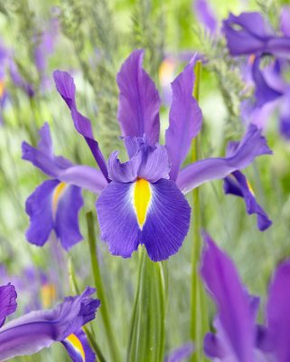 Dutch Iris ‘Discovery’
