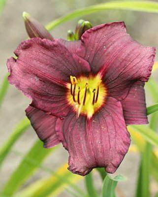 Hemerocallis Grape Velvet