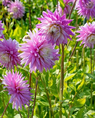 Dahlia Hillcrest Candy