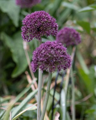 Allium Ostara Bulbs