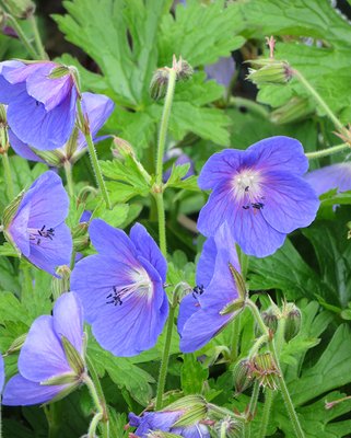 Geranium Brookside