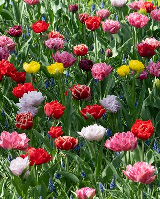 Tulip Double Early Mixture Bulbs