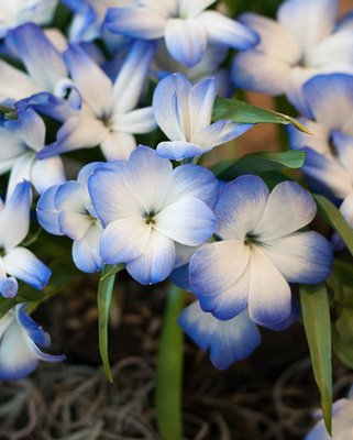 Tecophilaea Cyanocrocus Leichtlinii