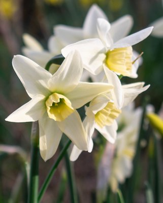 Narcissus Polar Hunter Bulbs