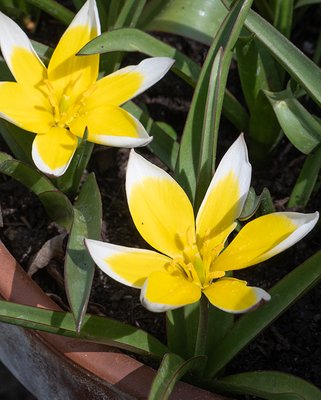 Tulip Tarda (Dasystemon) Bulbs