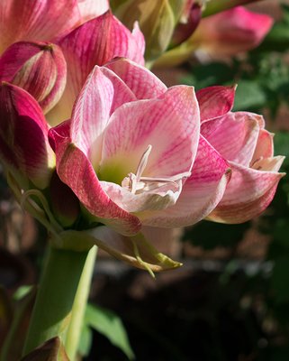 Amaryllis (Hippeastrum) Apple Blossom Bulbs