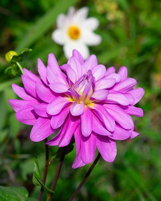 Dahlia Bluetiful Tubers