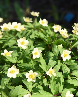 Anemone nemorosa Lipsiensis