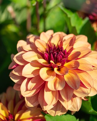 Dahlia Creme de Cognac Tubers