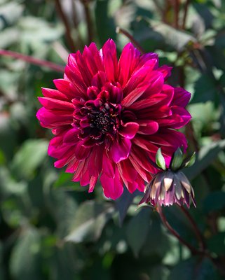 Dahlia Purple Haze Tubers