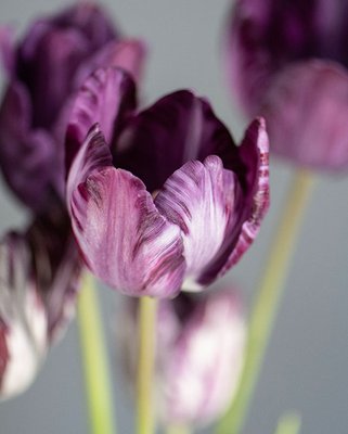 Tulip Heritage Columbine (Pre 1929) Bulbs