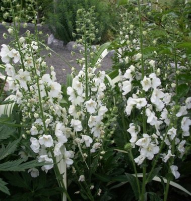 Verbascum White Domino