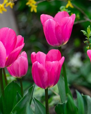 Tulip Big Love Bulbs