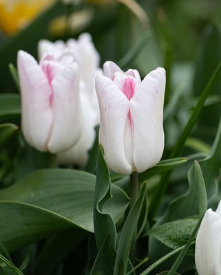 Tulip Kyoto Takahashi