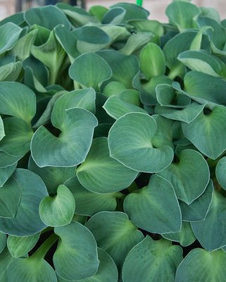 Hosta Blue Mouse Ears
