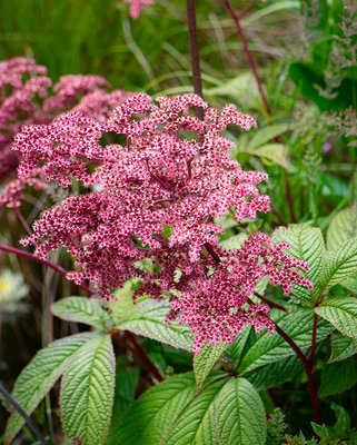 Rodgersia Superba
