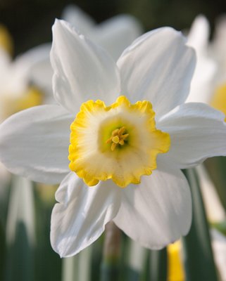 Narcissus Every Day