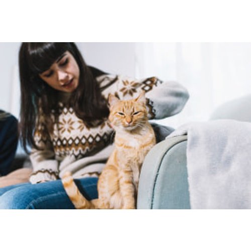 Understanding Feline Behaviour and Psychology