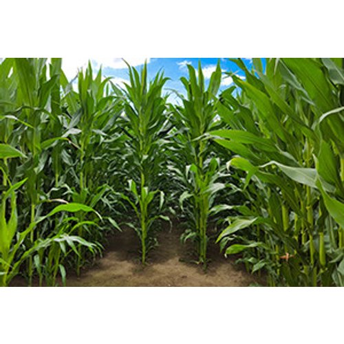 Farm Weeds Identification and Control