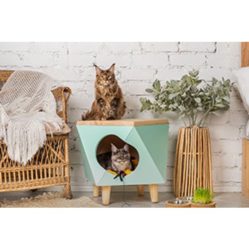 Introduction to Cattery Management