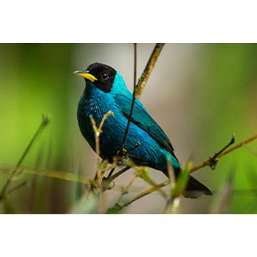 Introduction to Ornithology