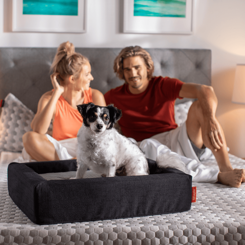Layla Pet Bed - Large Size - 2 in 1 Beds - Flippable Firmness - Durable & Machine Washable
