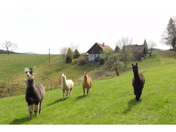 Holiday home in Biederbach from £52 per night