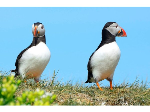 Puffin Express 1-Hour Close Encounter from Reykjavik