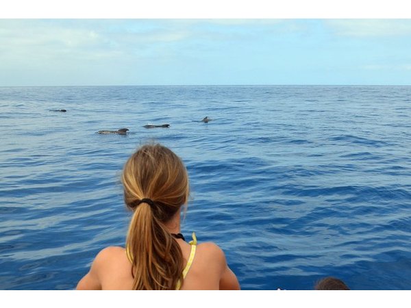 Tenerife: Whale & Dolphin Watching Cruise & Swim, Los Cristianos