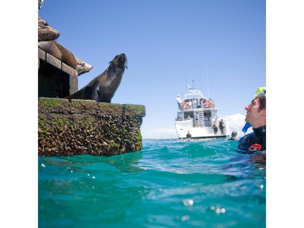 Dolphin and Seal snorkel adventure from Sorrento