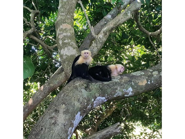 Manuel Antonio National Park Sightseeing and Wildlife Day Tour from San Jose