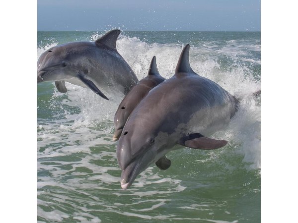 PRIVATE Eco Boat Trip out of Naples Bay, FL , island stop incl.