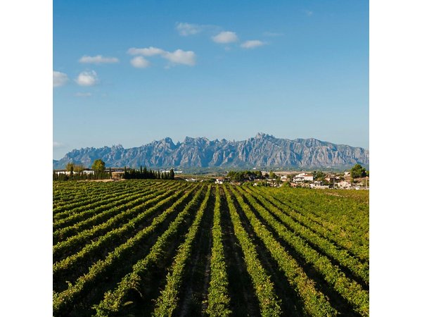 Private Montserrat and Cava Winery Tour with Hotel Pick Up from Barcelona
