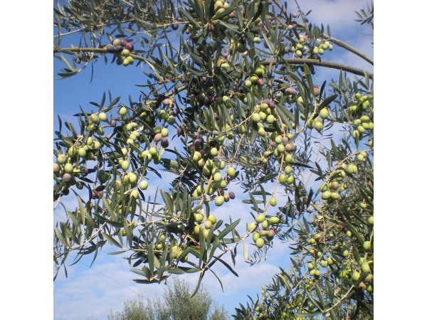 Sorrento Farm and Food Experience including Olive Oil, Limoncello, Wine tasting