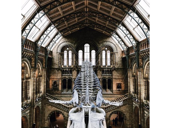 Natural History Museum London Guided Tour Semi-Private 8ppl Max