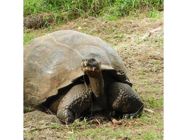 4-Day Galapagos Classic Tour: Santa Cruz, Bartolome or Seymour