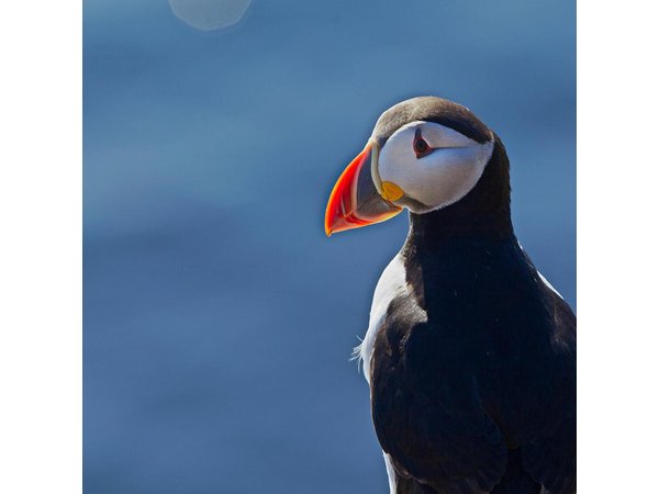 Puffin Cruise with Expert Tour Guide from Reykjavik