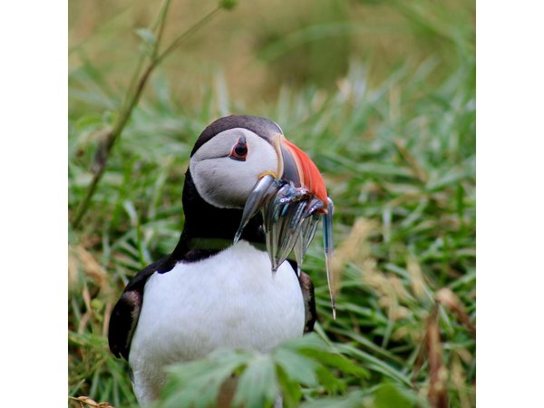 Classic Puffin Watching Cruise from Downtown Reykjavík