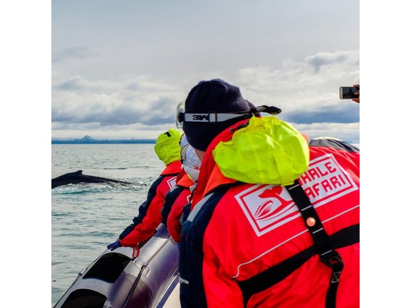 RIB Whale Watching Small-Group Boat Tour from Reykjavik