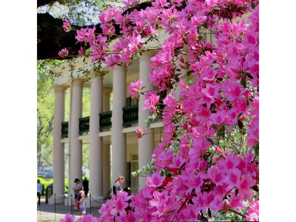 Oak Alley Plantation Tour with Transportation from New Orleans