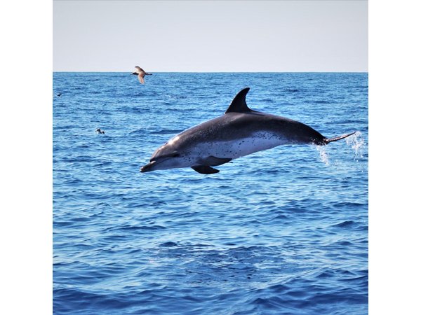 Watching whales and dolphins on Terceira Island