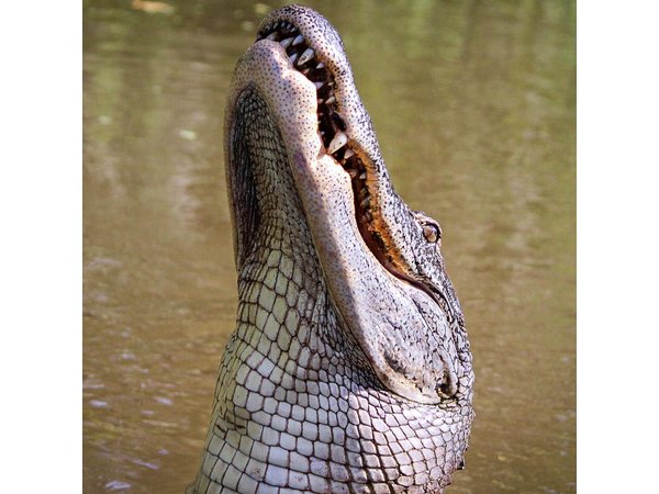 New Orleans Swamp Tour Boat Adventure with Transportation