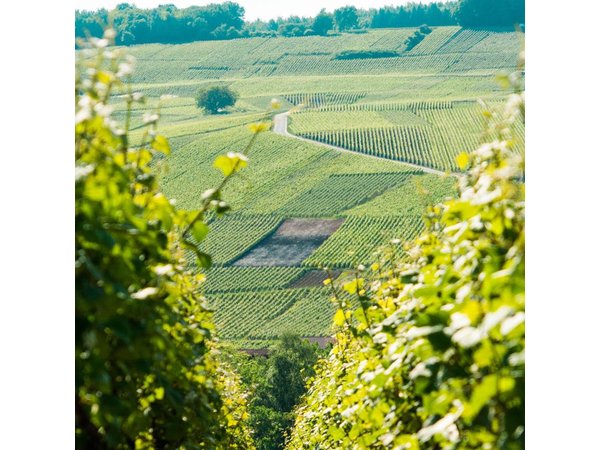 Champagne Day Trip with 6 Tastings, Reims and Winery from Paris