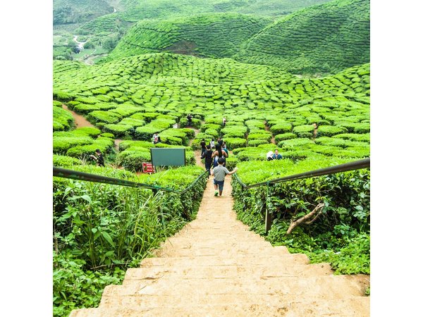 Private: Cameron Highlands 2 days 1 night Trip