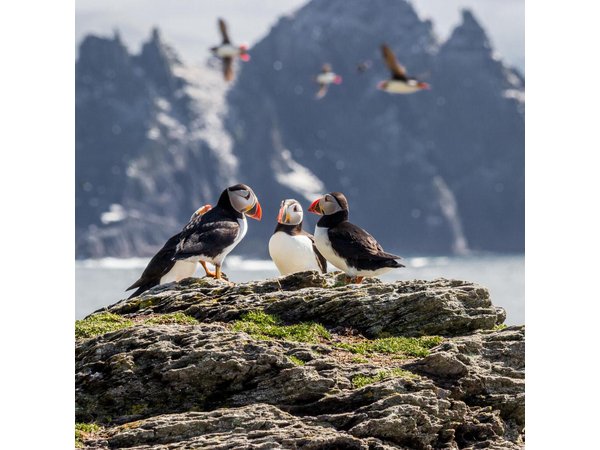 7-Day Ireland to Island Small Group Tour from Dublin