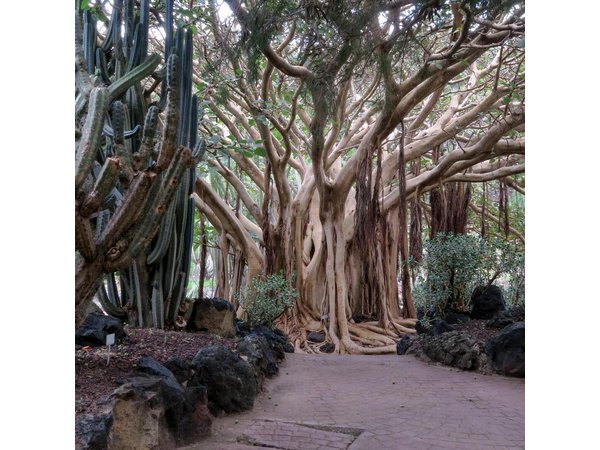 Las Palmas, Botanical Garden & Bandama Crater tour - Gran Canaria