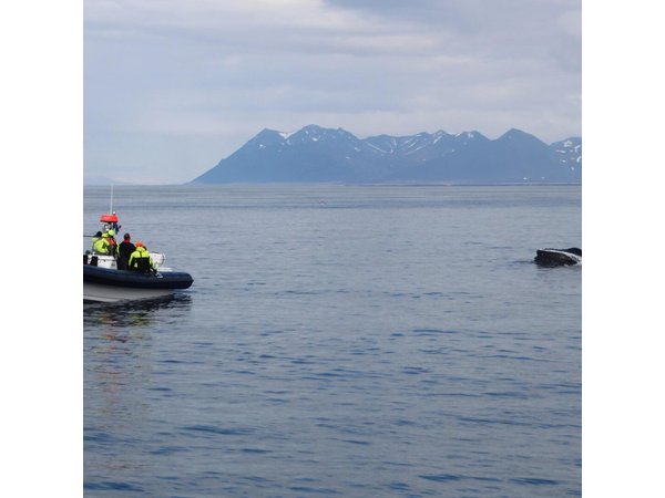 2-Hour RIB Boat Whale Watching Tour from Reykjavik