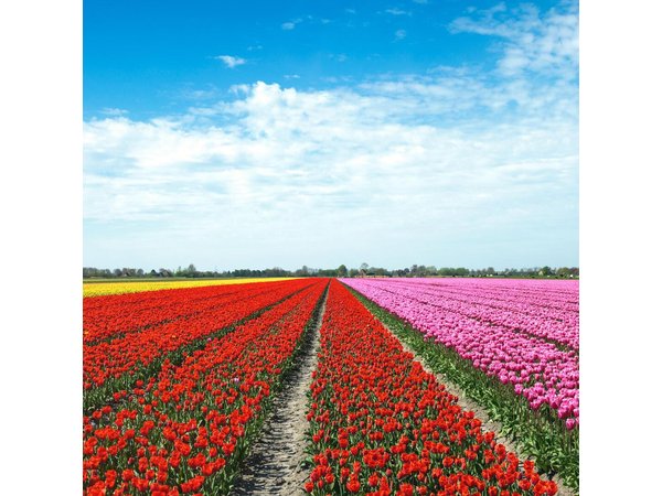 Amsterdam TulipFields of Holland Tour