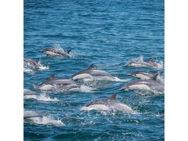 Los Angeles Whale and Dolphin Watching Cruise from West Harbor